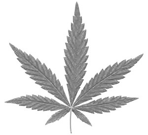 Logo Cannabis Pharma